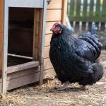 Healthy chicken marsala in creamy sauce