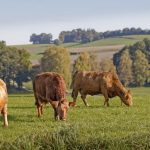 The Debate Over Organic vs. Conventional Foods