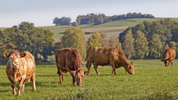 The Debate Over Organic vs. Conventional Foods