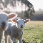 Is It Ethical to Eat Lamb