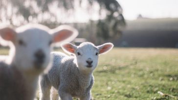 Is It Ethical to Eat Lamb