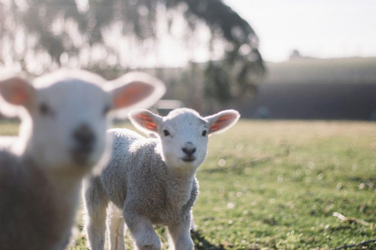 Is It Ethical to Eat Lamb