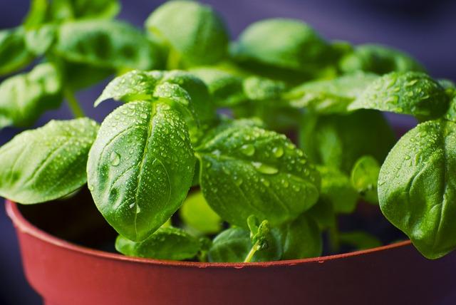 Thai Basil Beef for a Quick, Flavorful Dinner