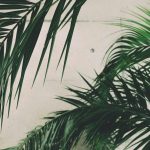 Should We Be Drinking Plant-Based Milks Over Dairy