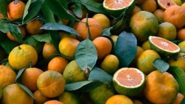 Foods that promote healthy skin naturally