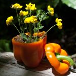 Is Organic Produce Really Better for Vegetarians