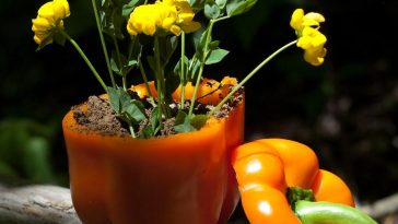 Is Organic Produce Really Better for Vegetarians