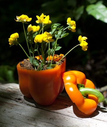 Is Organic Produce Really Better for Vegetarians