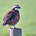 Does Eating a Plant-Based Diet Prevent Cancer