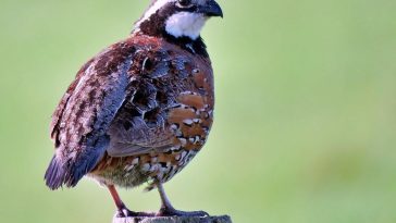 Does Eating a Plant-Based Diet Prevent Cancer