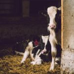 Is a Vegetarian Diet Healthier Than a Meat-Based Diet