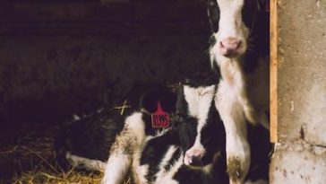 Is a Vegetarian Diet Healthier Than a Meat-Based Diet