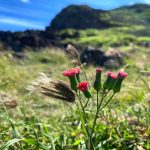 Should We Avoid Red Meat to Prevent Cancer