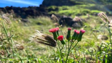 Should We Avoid Red Meat to Prevent Cancer