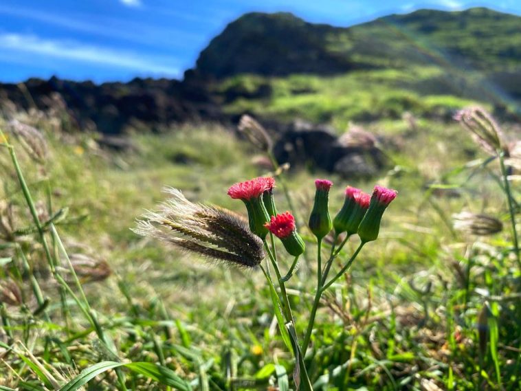Should We Avoid Red Meat to Prevent Cancer