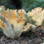 Are Meat Substitutes Just as Satisfying