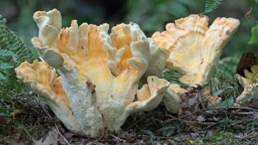 Are Meat Substitutes Just as Satisfying