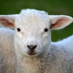 Lamb Curry Recipes Packed with Flavor