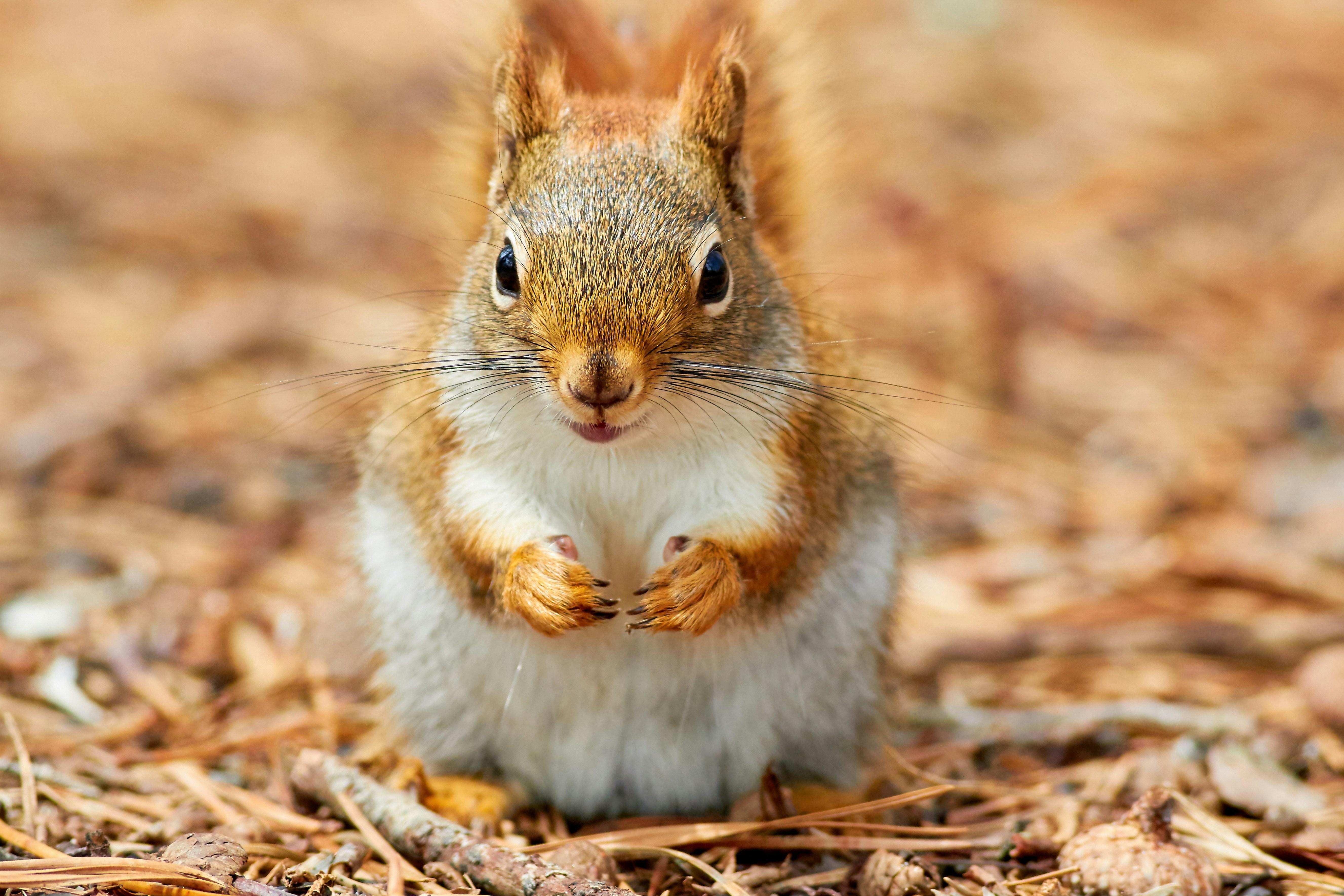 Mastering the Art of ⁤the Perfect Coating