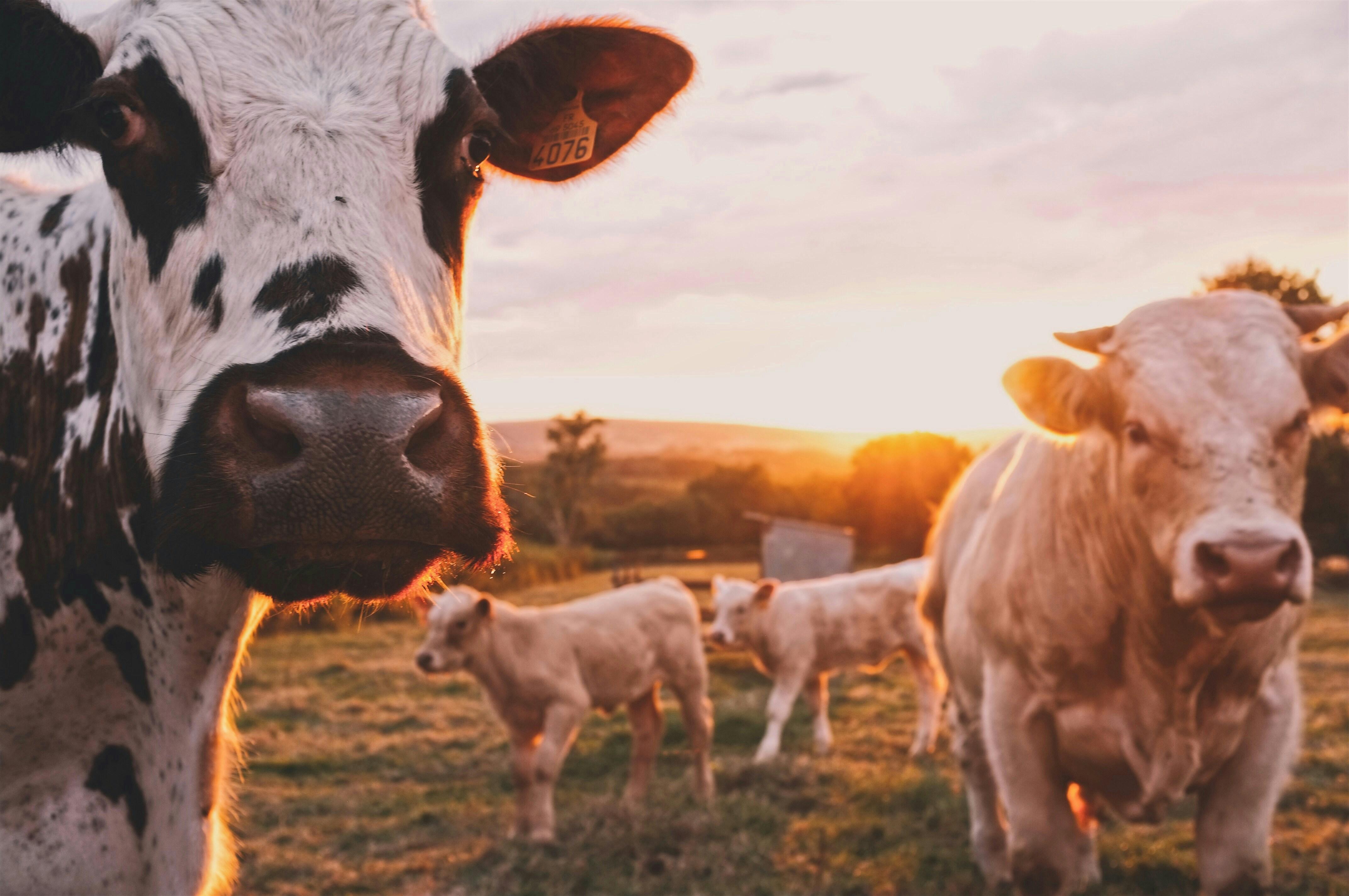 From Farm to Table: Tracing the Journey and Impact of Dairy Production