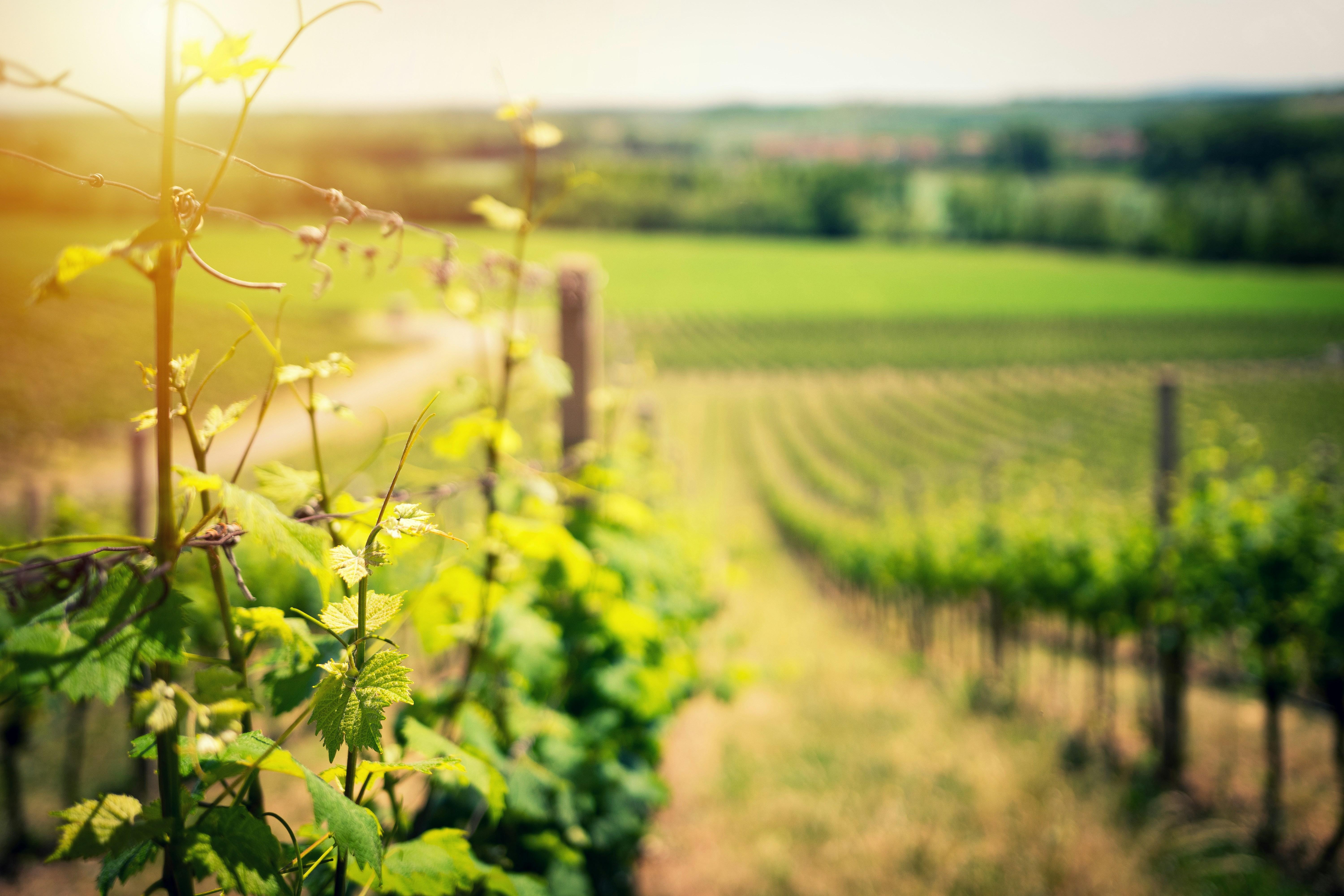 Sip and Savor: Unforgettable Wine Pairings at Napas Finest Tables