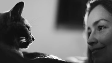 Taking Care Of Pet Cats