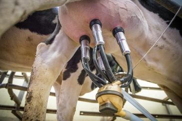 43. Why you should not consume cow’s milk?