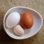 A Poultry Dish for every Celebration