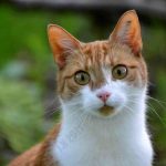 Shield Your Pet From These Avoidable Hazards