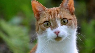 Shield Your Pet From These Avoidable Hazards