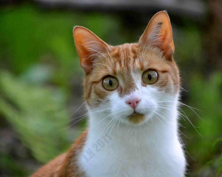 Shield Your Pet From These Avoidable Hazards