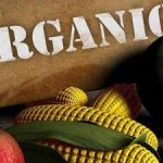Organic Foods Great for Toddlers