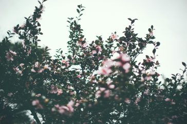 Leaves