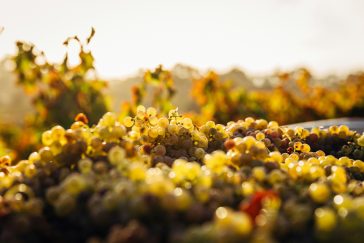 Find out To Handle the A Glass Of Wine Guardian in Restaurants