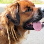 Organic Pet Dog Food: Exists Something?