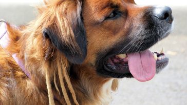 Organic Pet Dog Food: Exists Something?