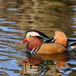 Just exactly how to Prepare a Truly Crunchy Duck or Hen