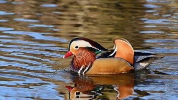 Just exactly how to Prepare a Truly Crunchy Duck or Hen