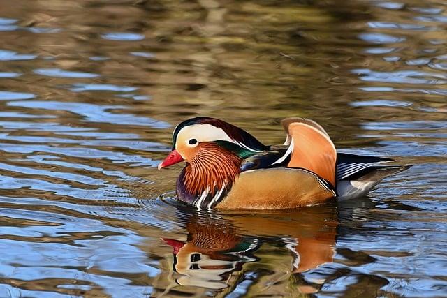 Just exactly how to Prepare a Truly Crunchy Duck or Hen