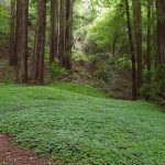 Dish: redwood park eating facility butterscotch treat