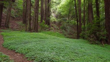 Dish: redwood park eating facility butterscotch treat