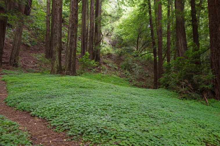 Dish: redwood park eating facility butterscotch treat