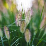 Years of Modification: The Background of Natural Farming