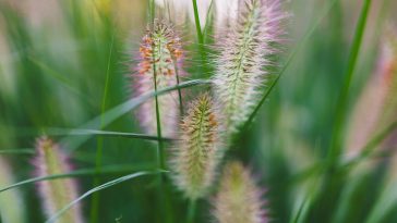 Years of Modification: The Background of Natural Farming