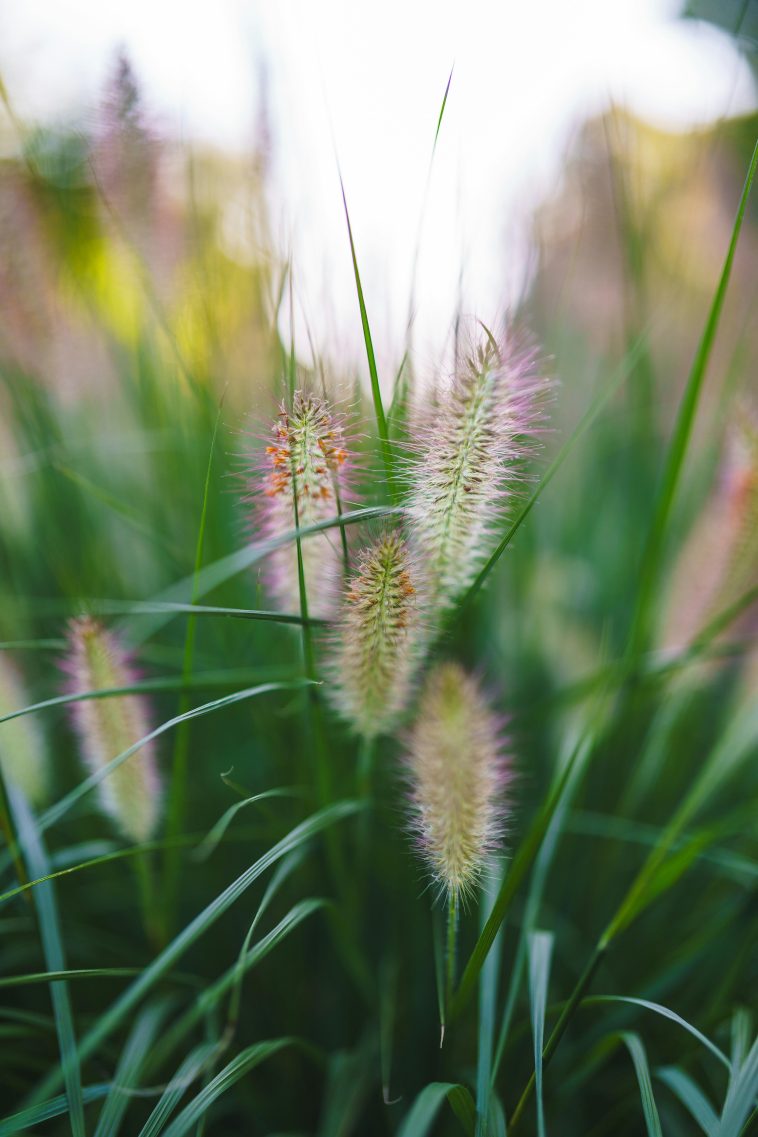 Years of Modification: The Background of Natural Farming