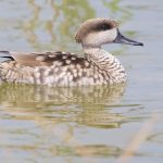 The Mediterranean Diet program: What The Greeks Learn About Healthy And Balanced Food