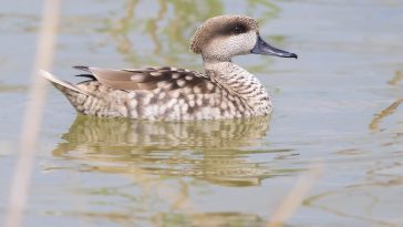 The Mediterranean Diet program: What The Greeks Learn About Healthy And Balanced Food