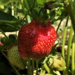 Why Health Food Is Much Better For You