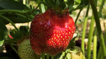 Why Health Food Is Much Better For You