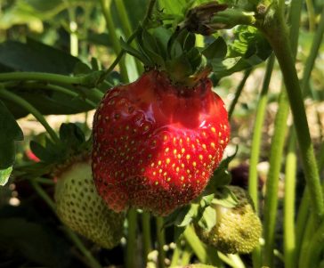 Why Health Food Is Much Better For You